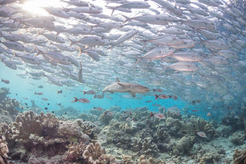 Buckets of fish! Joel David Hamkins